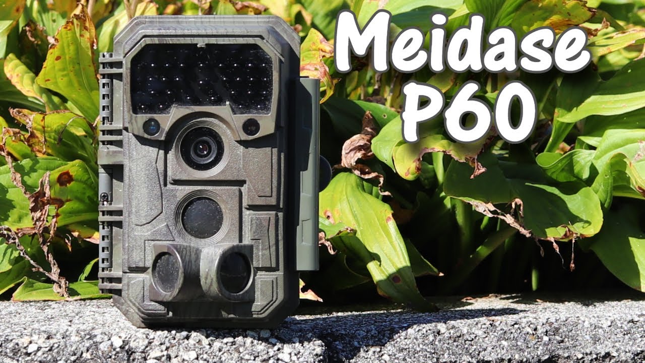 Фотоловушка Meidase P60 32MP No Glow: полевые испытания и обзор (продолжительностью 6 месяцев)