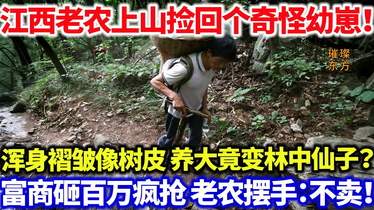 江西老农上山捡回个奇怪幼崽！浑身褶皱像树皮 养大竟变林中仙子？富商砸百万疯抢 老农摆手：不卖！#璀璨东方 #农民 #奇闻异事 #科普