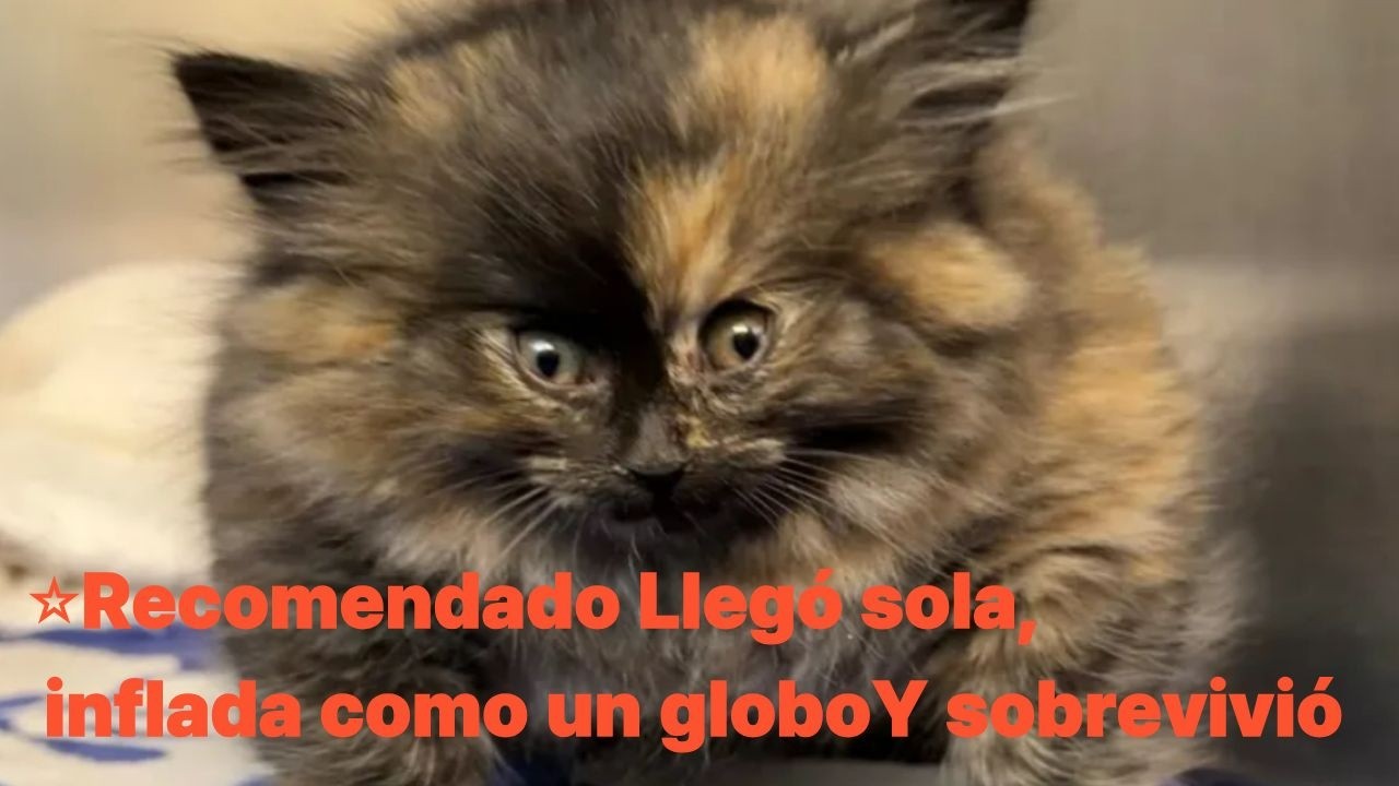 ⭐RecomendadoLlegó sola, inflada como un globoY sobrevivió#gatitaglobo #rescatedegatitos