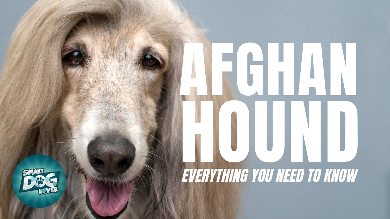 Afghan Hound Dogs 101 | Everything You Need To Know
