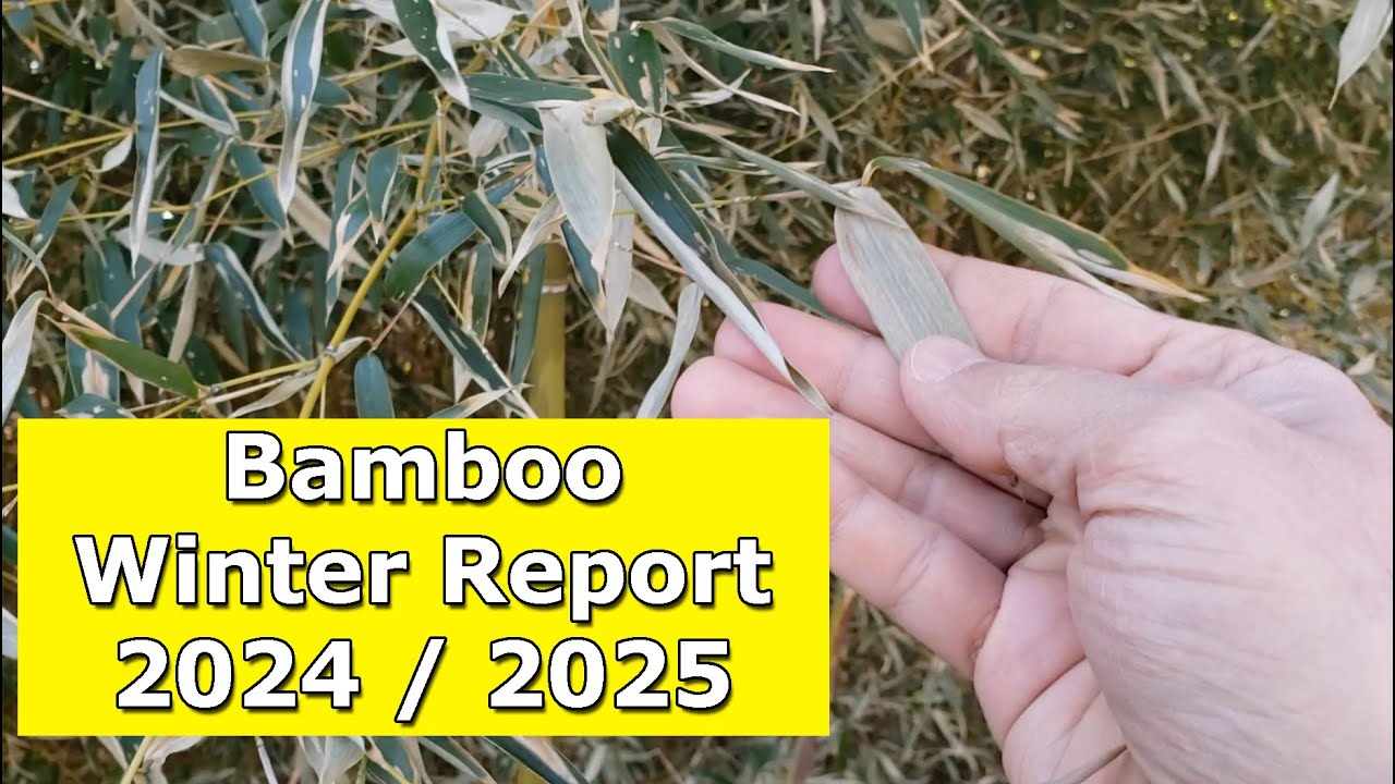 Bamboo Winter Report 2024 / 2025 After -7ºF