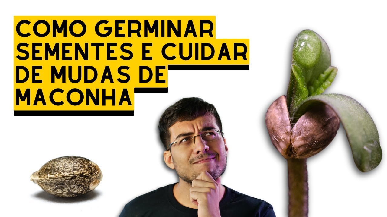 COMO GERMINAR SEMENTES e MUDAS - guia de cultivo 5