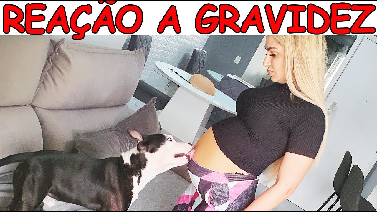 REAÇÃO DOS NOSSOS CACHORROS A GRAVIDEZ DA MAMÃE