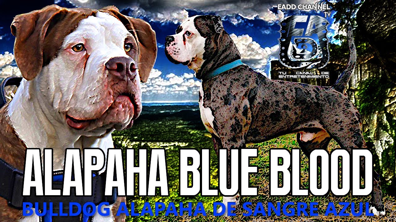 🐶💙 Alapaha Bulldog ► El Perro de Sangre Azul y Fuerza Imparable | Blue Blood Bulldog Powe
