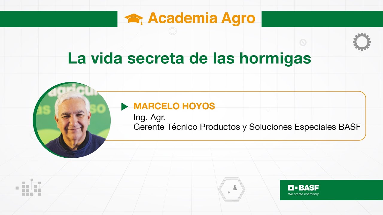 Academia Agro   La vida secreta de las hormigas