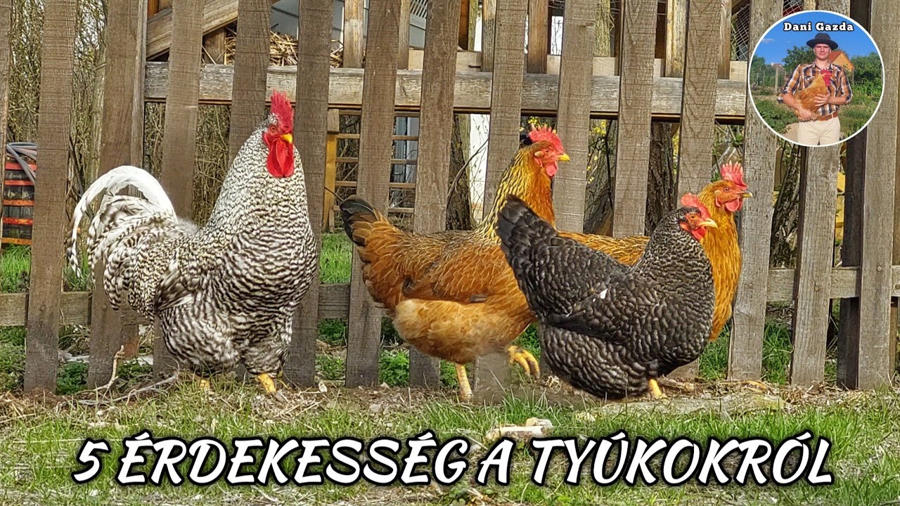 5 ÉRDEKESSÉG A TYÚKOKRÓL | Dani Gazda