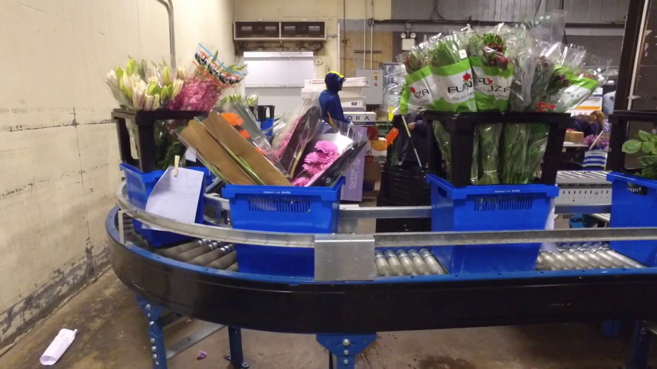Mother's Day 2017 Procona Packing Line