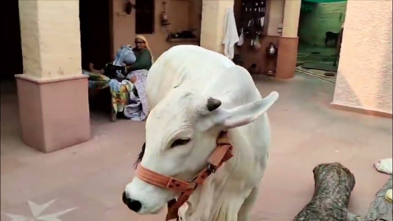 💫 कस्टमर फेवरेट🆕21162 सीमन वाली टॉप क्वालिटी थारपारकर बछड़ी🔥🐄 दिल जीत लेगी💘#tharparkar 9518239875 ☎️