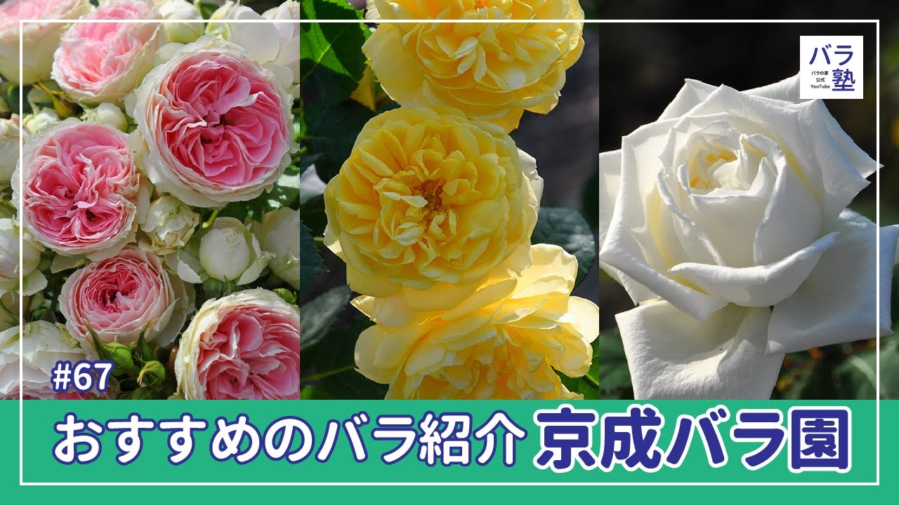 #67 おすすめのバラ紹介【京成バラ園】
