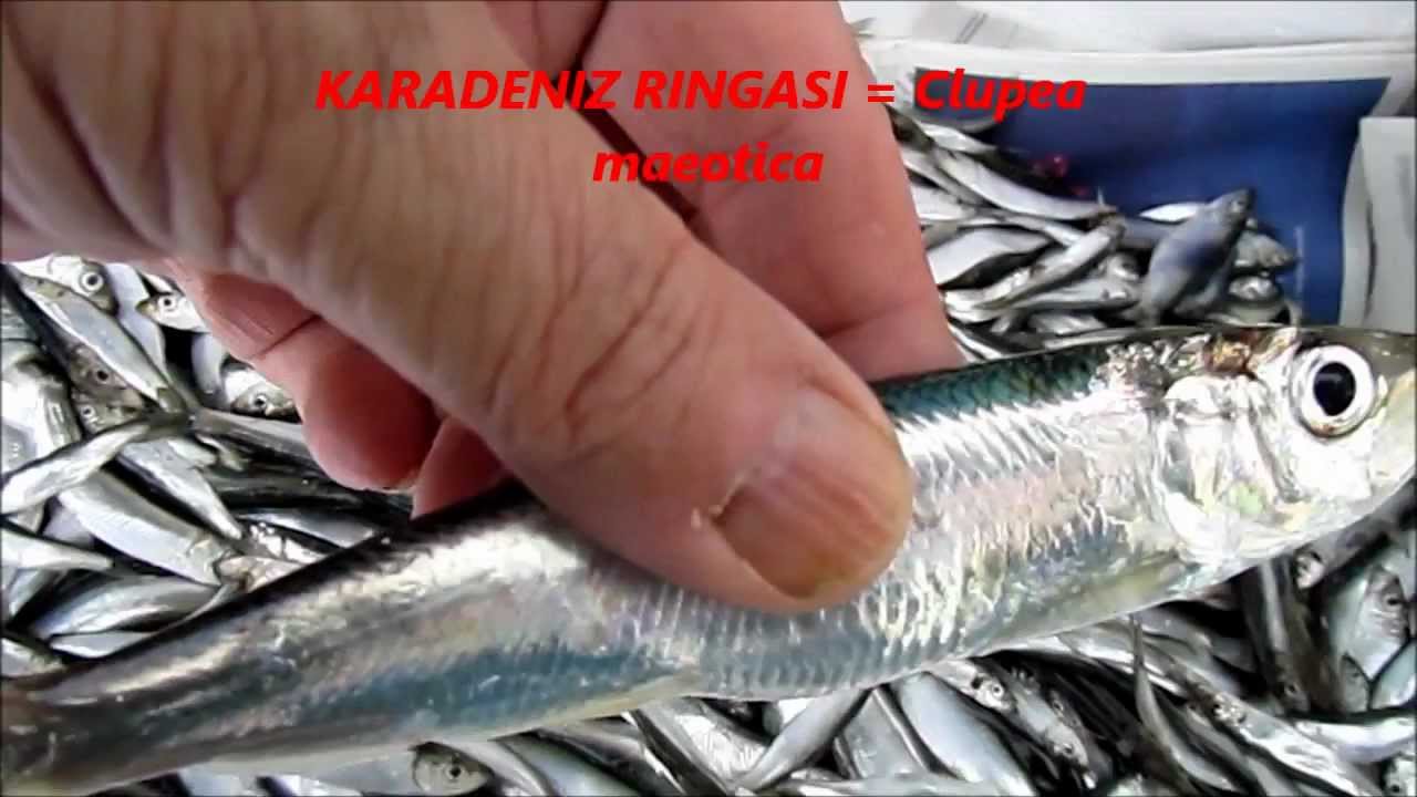 CACA BALIGI (Sprattus sprattus)  24.01.2012.wmv