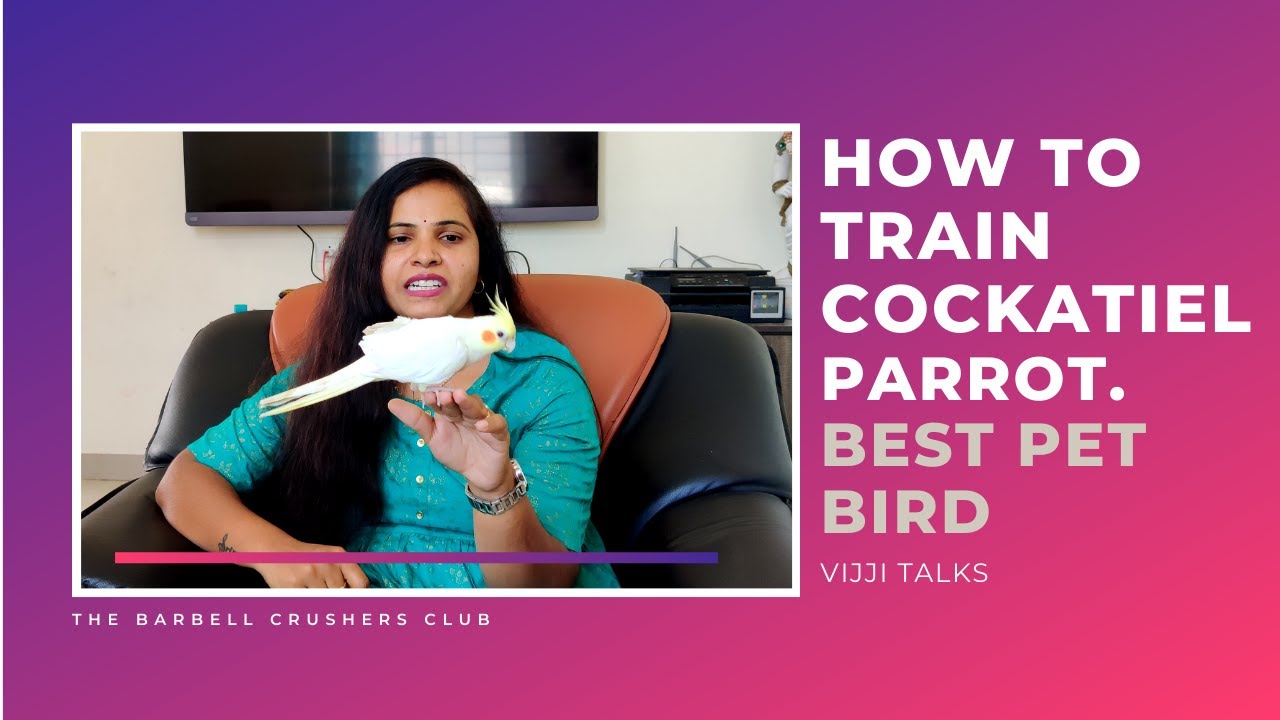 How I tamed my cockatiel parrot ! pet parrot training|