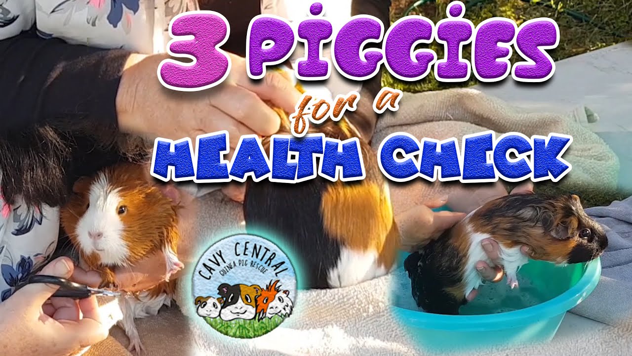 Guinea pig lice - how to know if my guinea pig has lice and how to treat lice
