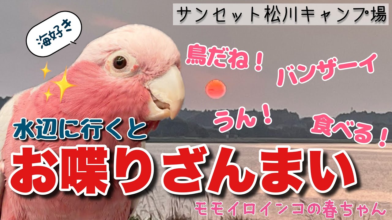 水辺に行くとお喋り炸裂！鳥嫌いオウムと海鮮キャンプ【おしゃべりモモイロインコの春ちゃん】