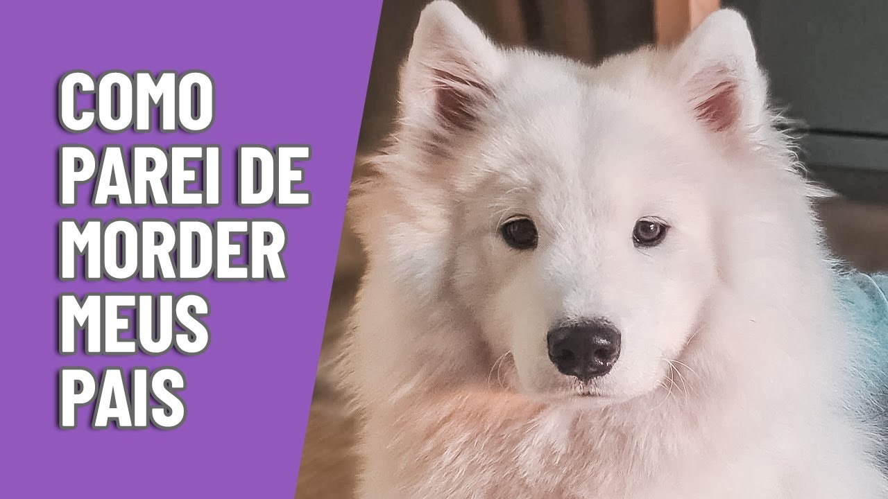 Como fazer seu cachorro parar de te morder I Becca Samoieda