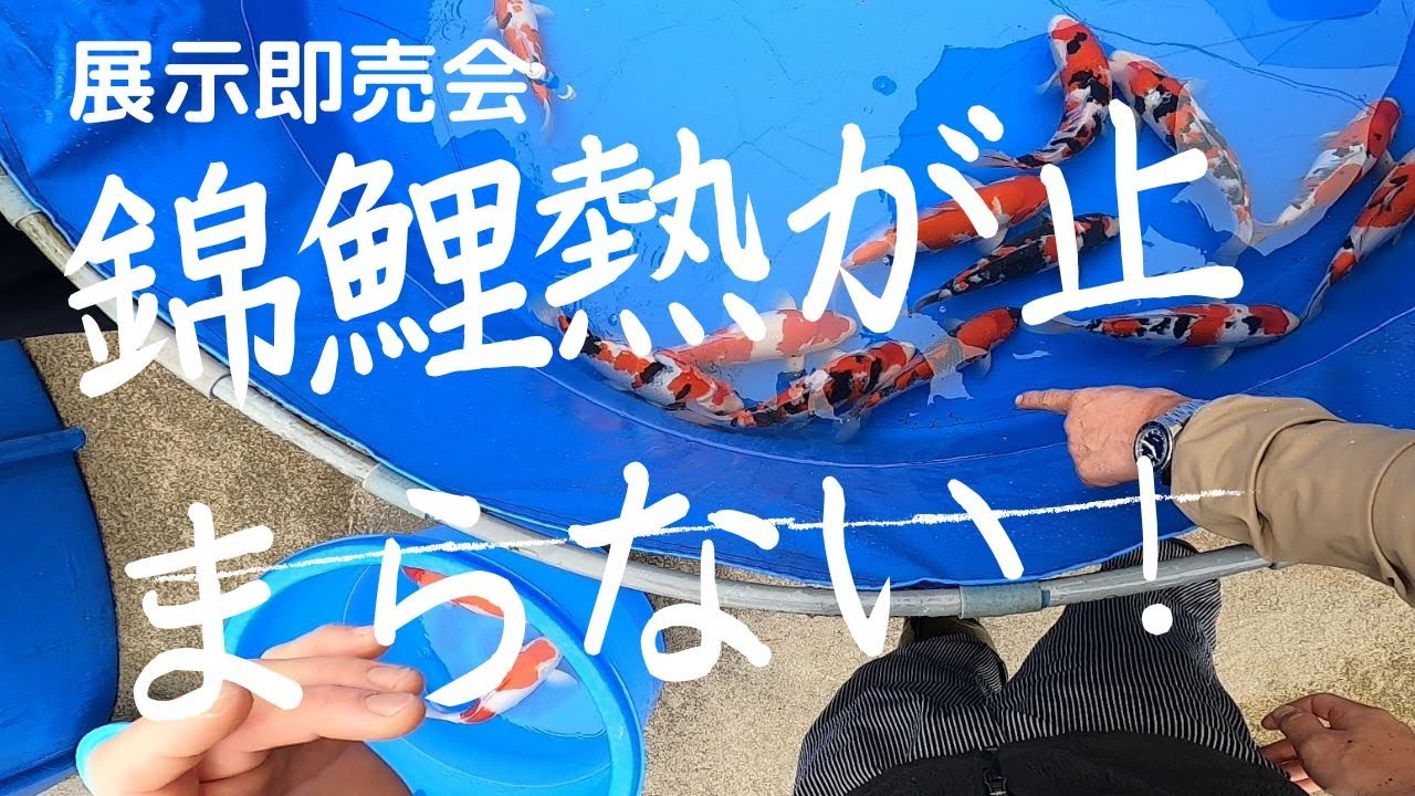 【大盛況】塩田養鯉場の展示即売会　前編#nishikigoi＃Sale ＃売り出し＃ปลาคราฟ