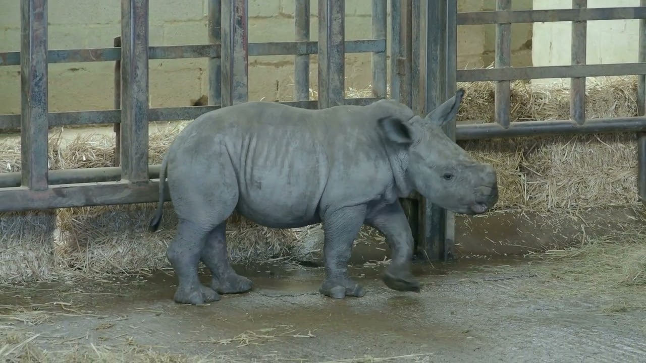 baby Rhino