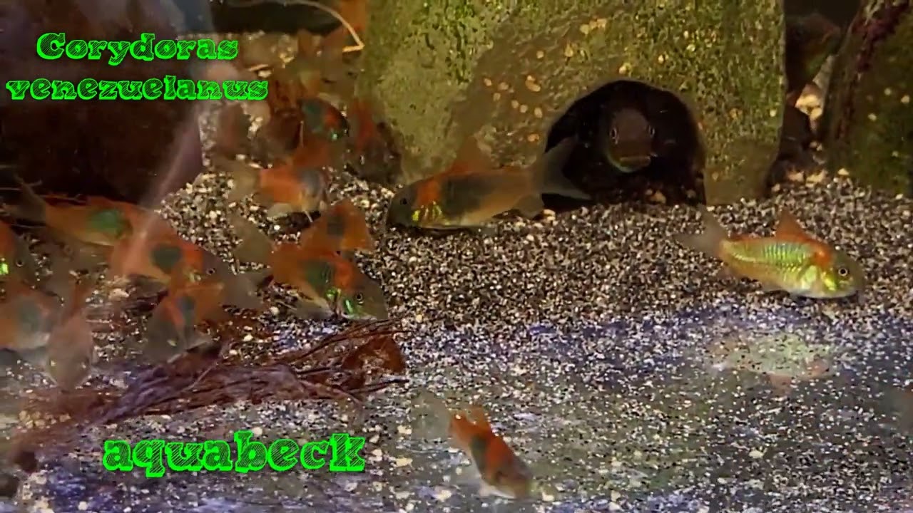 Venezuela Panzerwelse Corydoras venezuelanus @aquabeck
