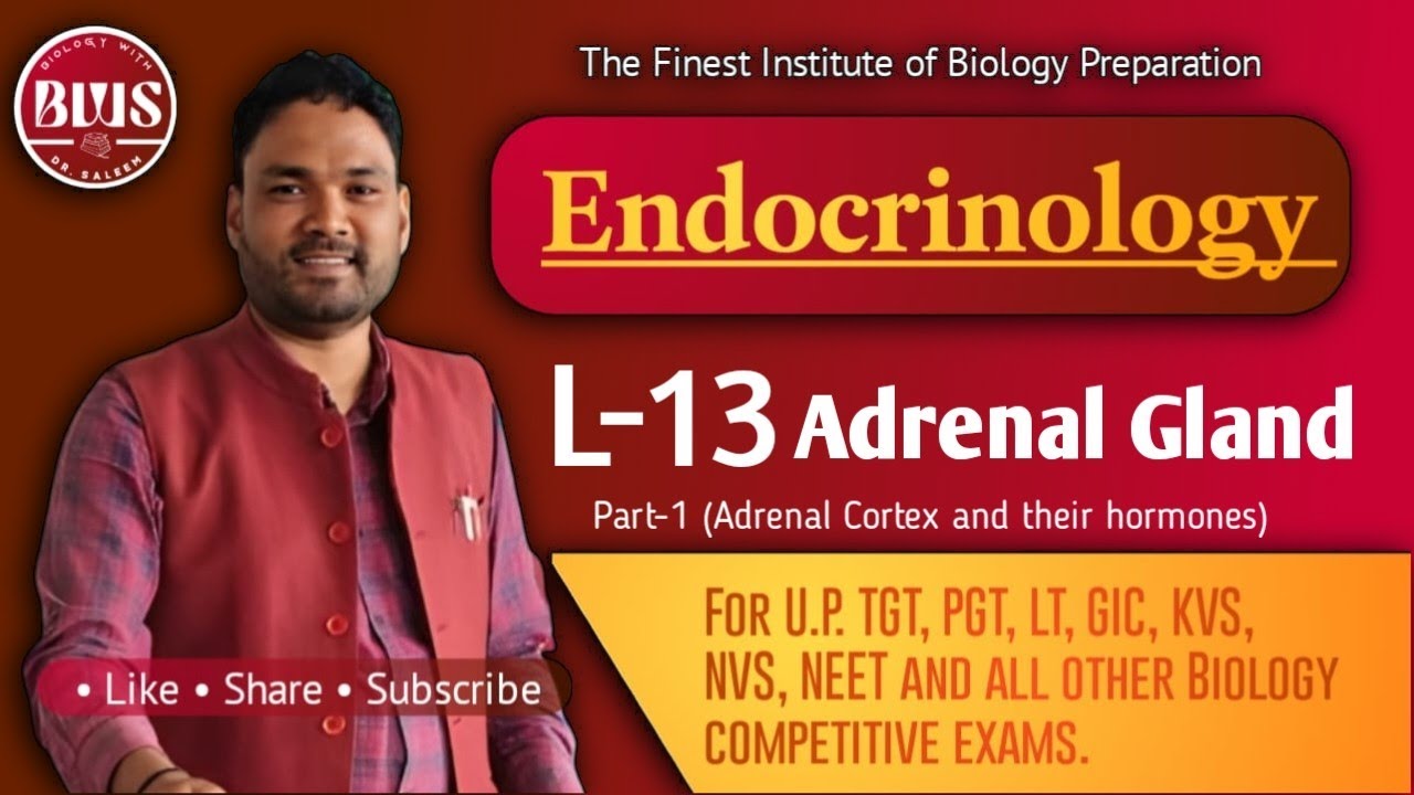 Endocrinology | L-13 | Part -1 | Adrenal gland | Adrenal cortex and their hormones | Useful for TGT