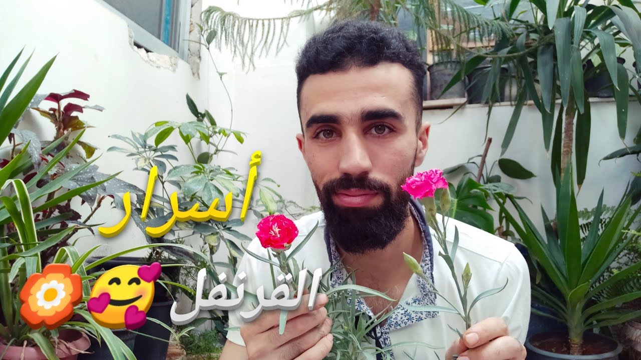 زراعة القرنفل في المنزل