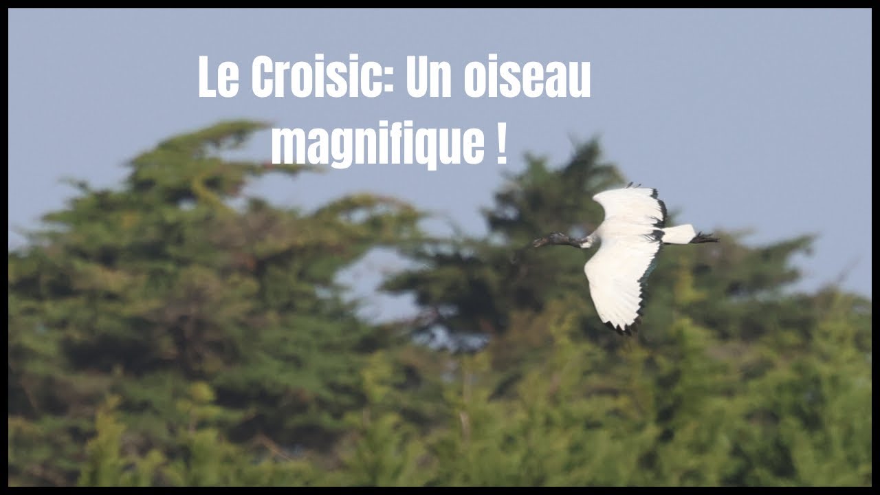 Un oiseau magnifique au Croisic ! 