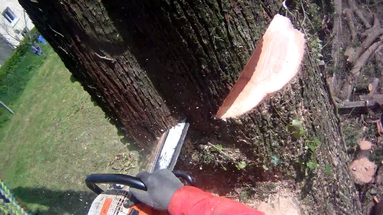 démontage cyprès