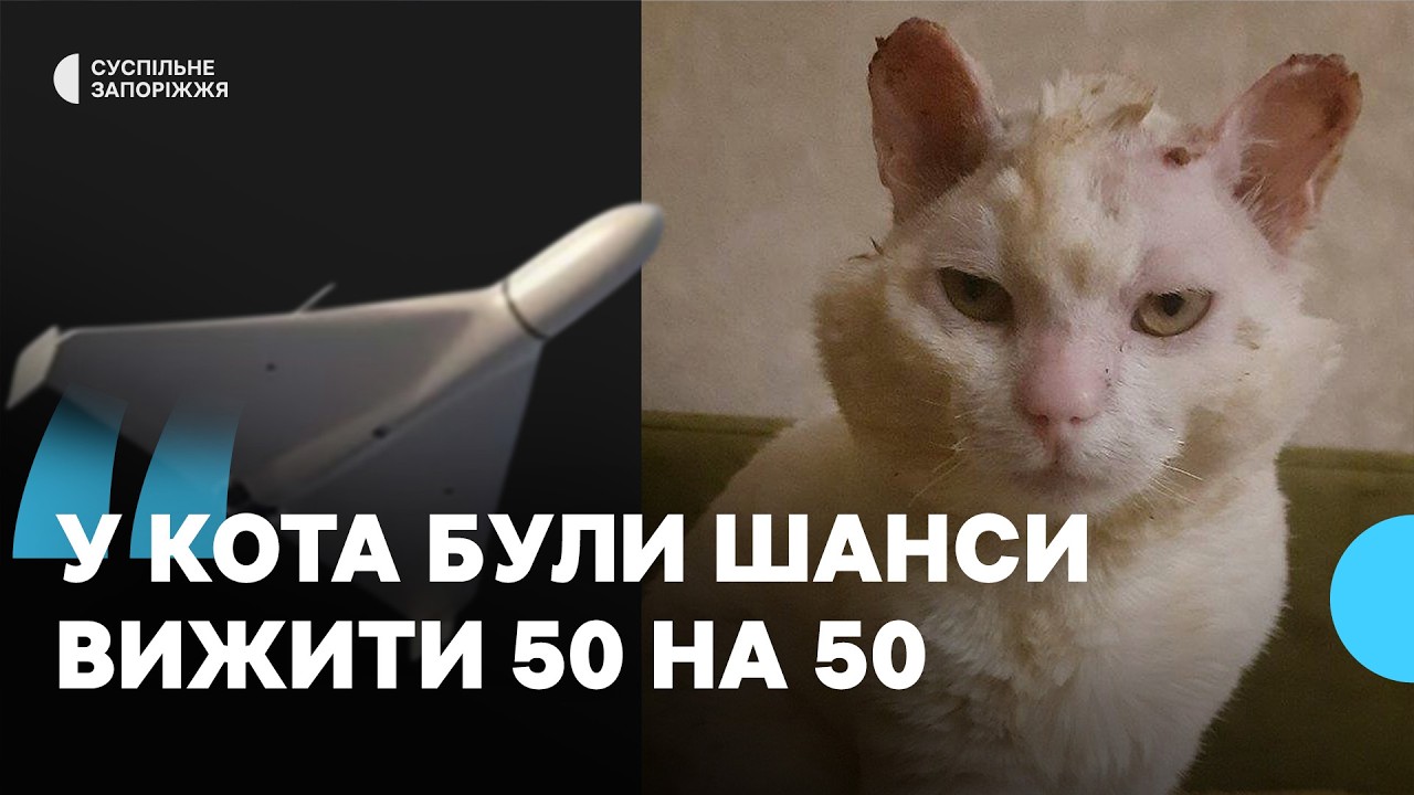Російський «шахед» влучив поблизу будинку: у Запоріжжі лікують котика на прізвисько Буся