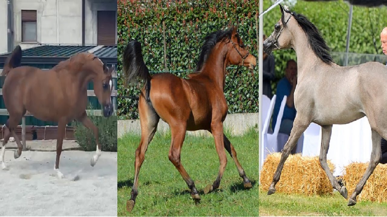 عروض وأسعار الخيل العربي | خيل جمال من أجمل الخيول العربية | جمال الخيل العربي | سيف برايد هولاند