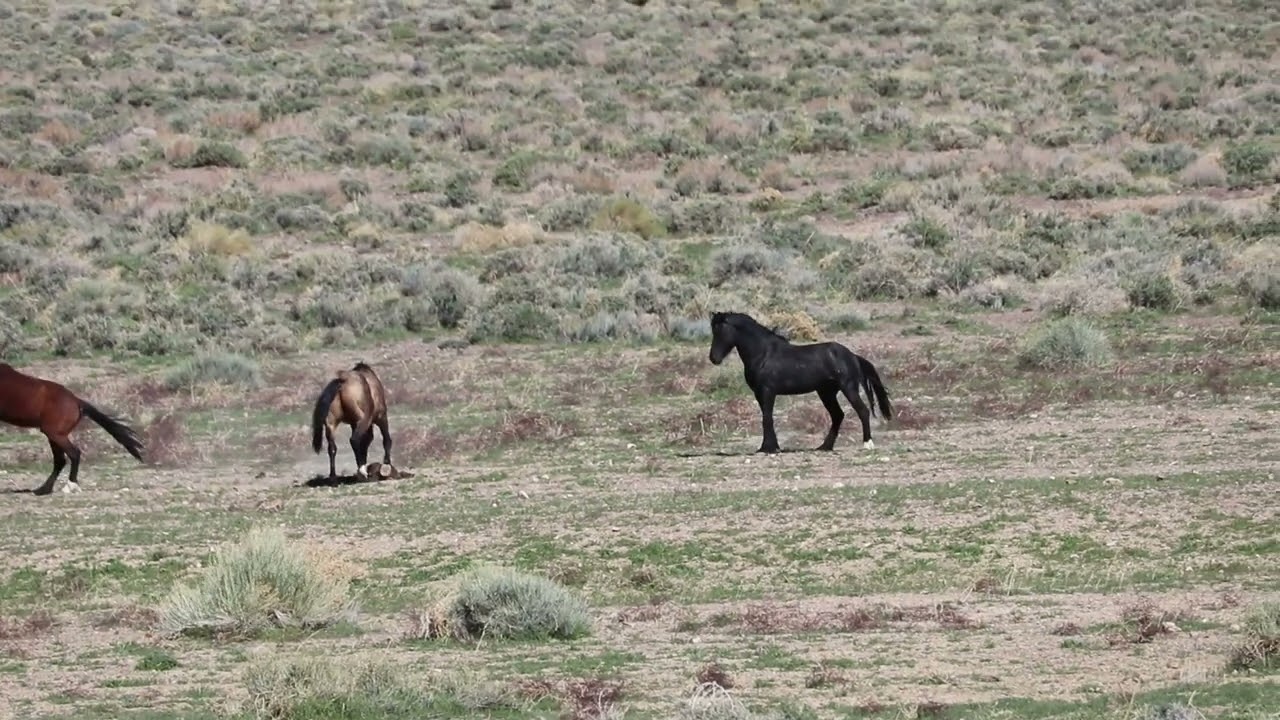 Mustangs of the Virginia Range