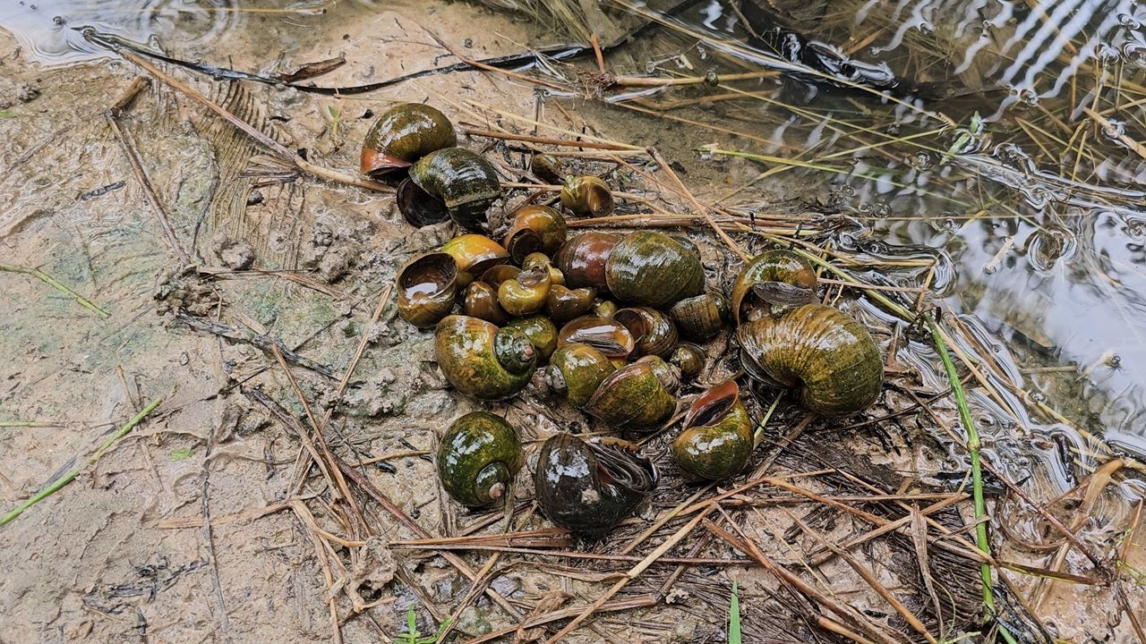 Snail, baby snail and breeding