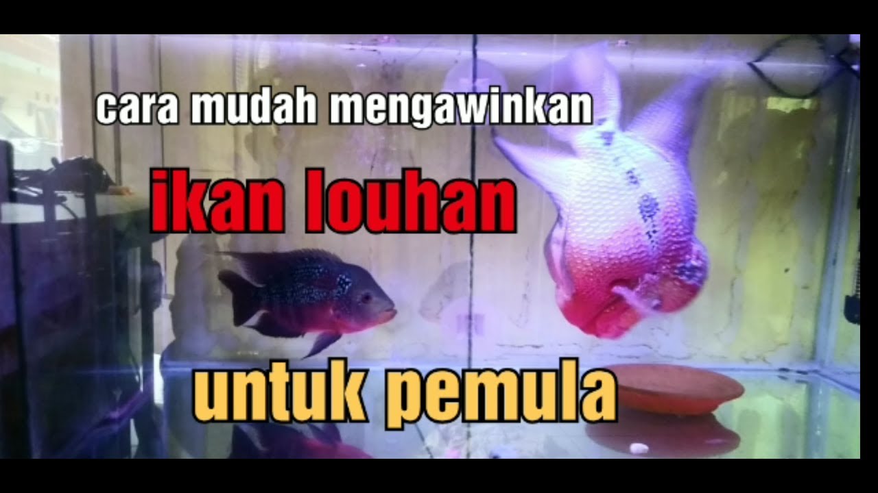 Cara mengawinkan ikan louhan || cara beternak ikan louhan