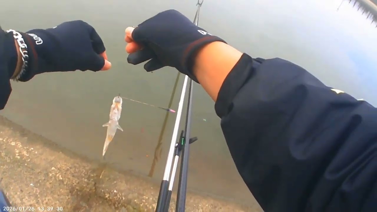 手竿系列~難得包場#手竿 #fishing #親子釣魚 #推薦 #路亞 