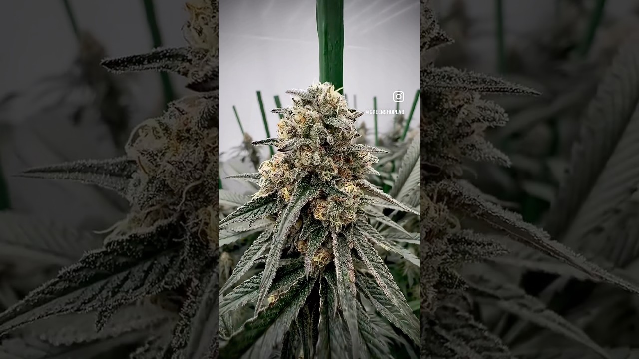 🌸 Super Boof &mdash; Bloom Day 46 🌸 No boosters, no PGRs &mdash; just clean LSO work and patience 🌍
