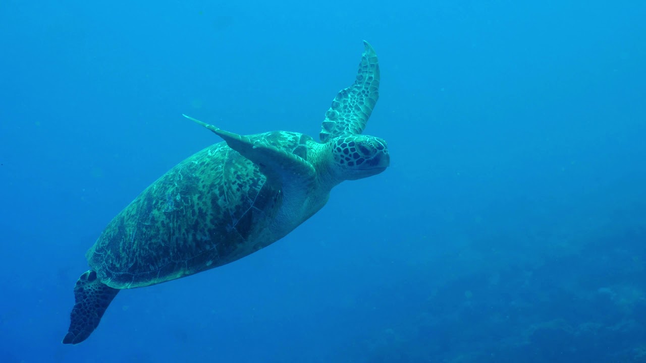 Plongée sous marine Nouvelle Calédonie Nouméa avec Iatok dans un superbe lagon