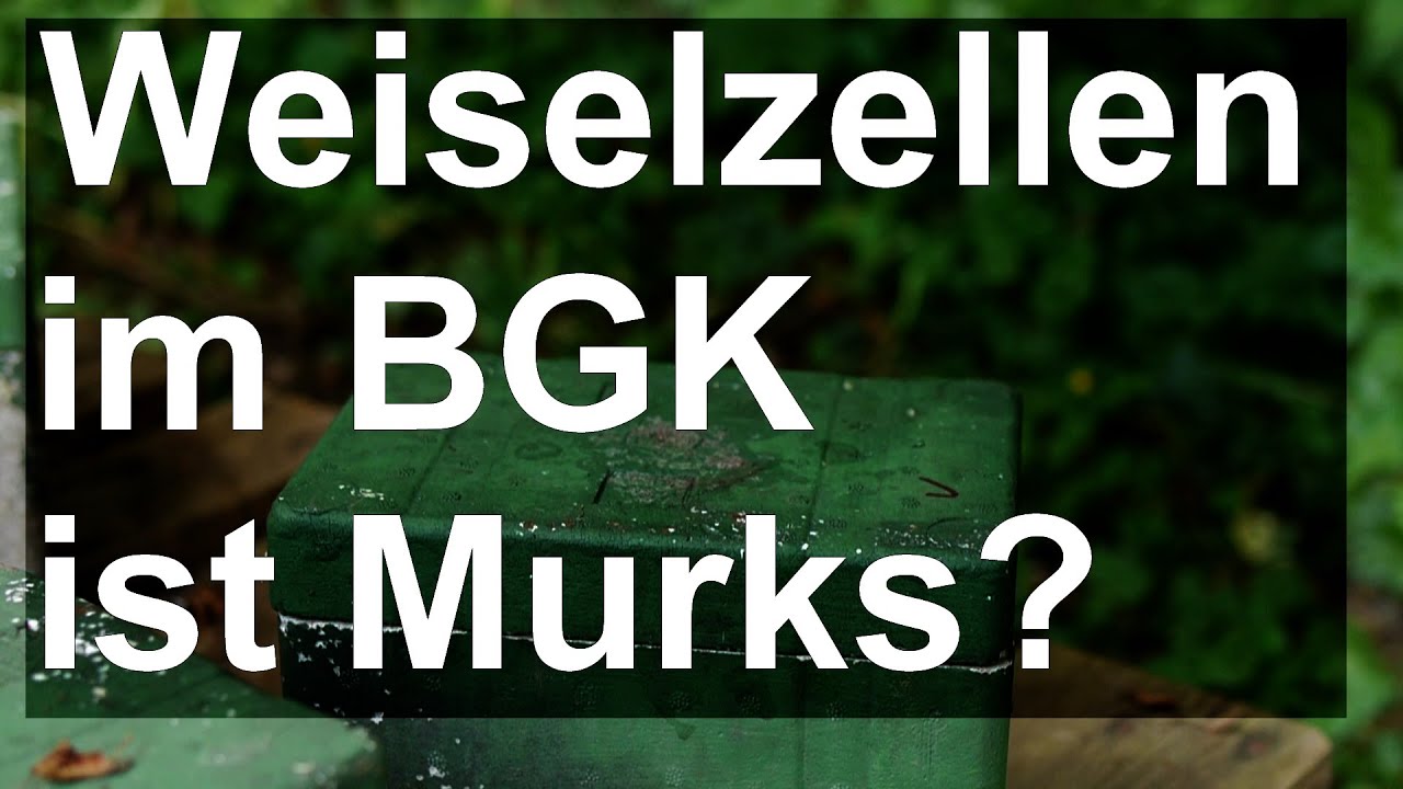 Königinnen aus Weiselzellen im Begattungskästchen schlüpfen lassen ist Murks?