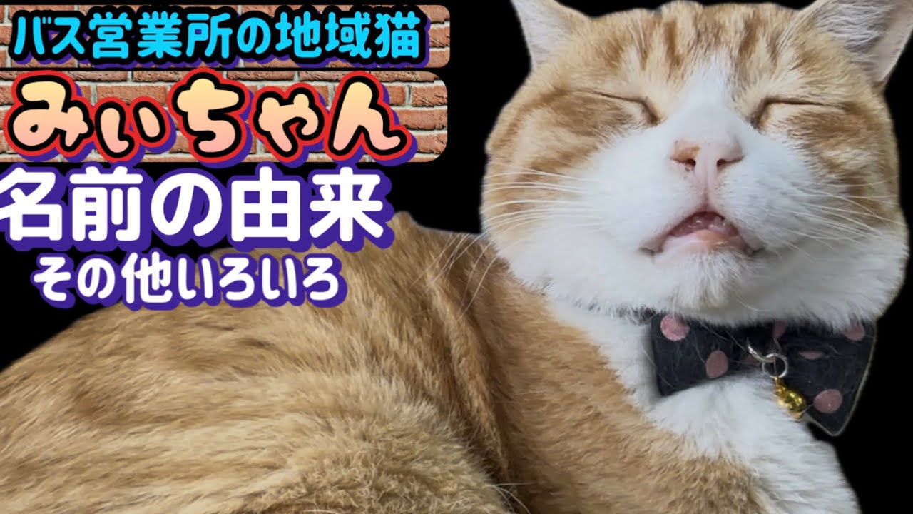 「みぃちゃん」という名前になったのは…職員さんに聞きました