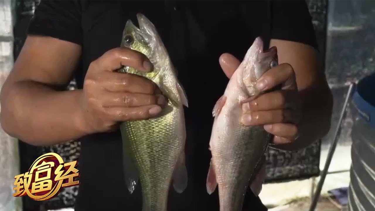 圆桶养鱼？五亩地创造千万财富！ | 「致富经」20210531