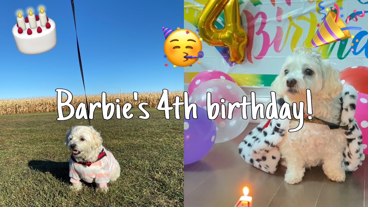 BIRTHDAY SURPRISE FOR MALTESE DOG - BARBIE (TOO CUTE)