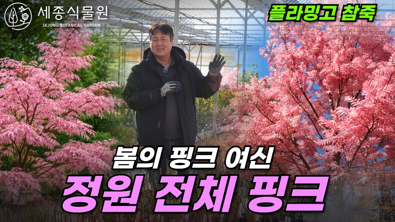 플라밍고 참죽나무 봄 정원을 통째로 핑크로 바꾸는 화제의 컬러 수종 #정원 #가드닝