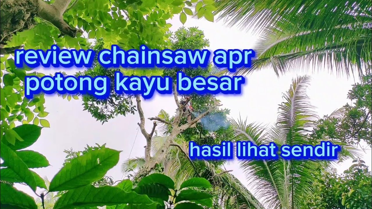 unboxing sekaligus review chainsaw apr di lapangan
