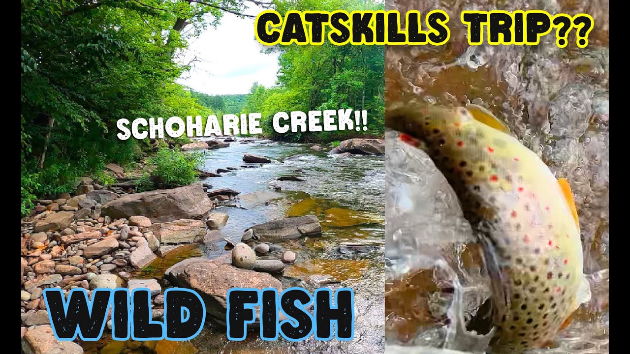 Catskills Fly Fishing Esopus & Schoharie Creeks in the Summer Wooly Bugger Strikes Again! 