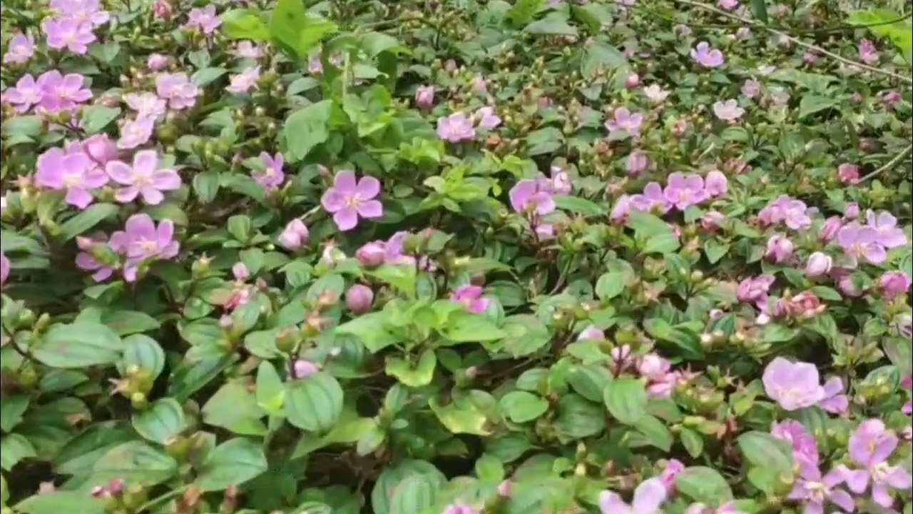 山裡有一種非常常見的植物叫地稔，結的果實可吃，開的花特別漂亮