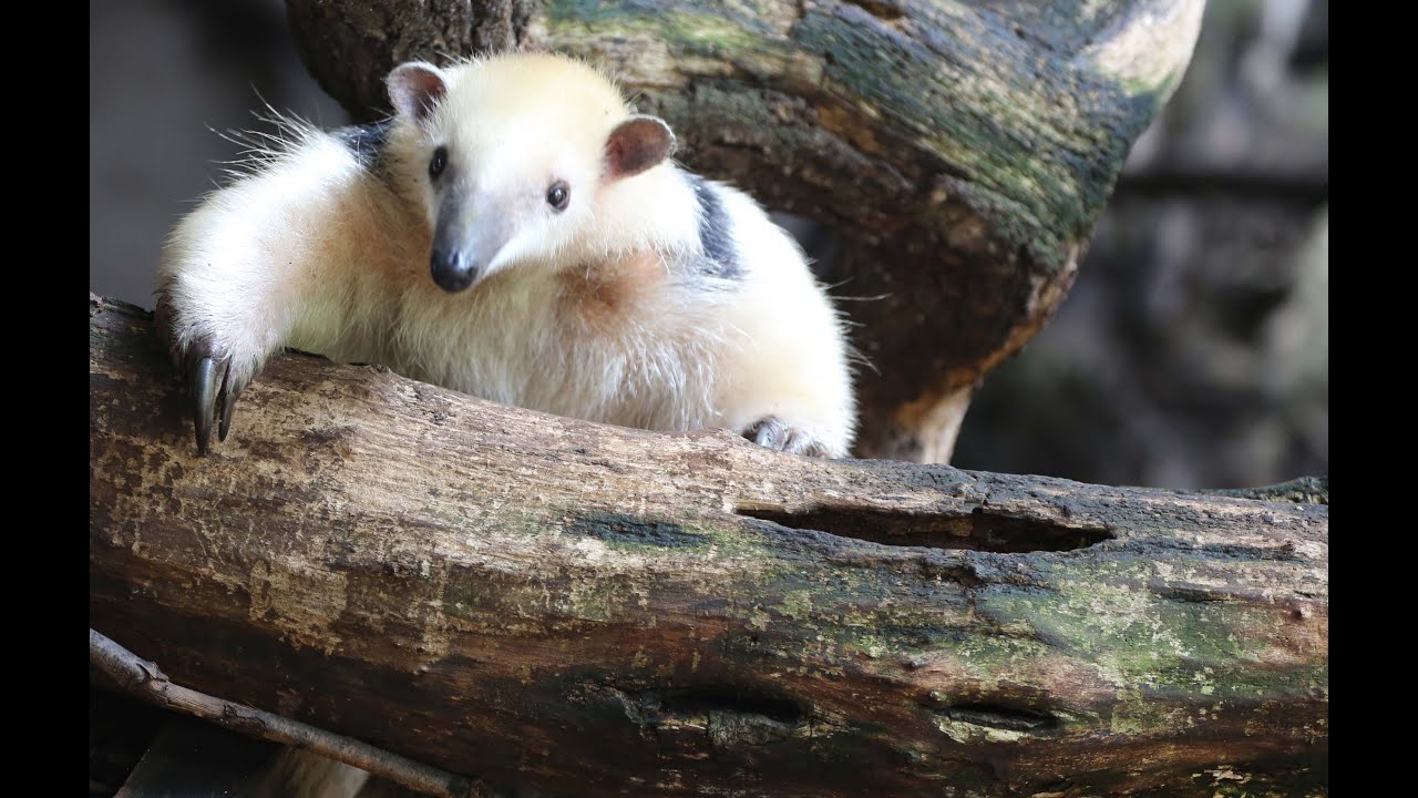 Meet our cute new tamandua