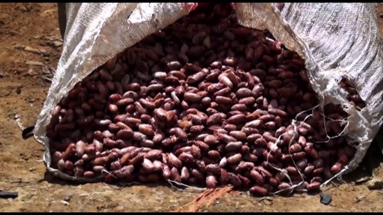 Fermentation of cocoa beans