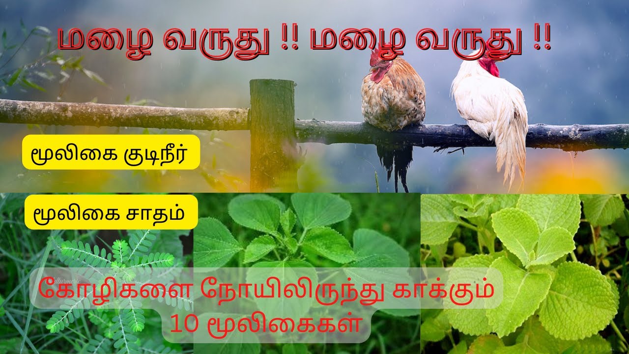 மழைக்கால கோழி பராமரிப்பு ||கோழிகளுக்கான நோய் தடுக்கும் மூலிகைகள்