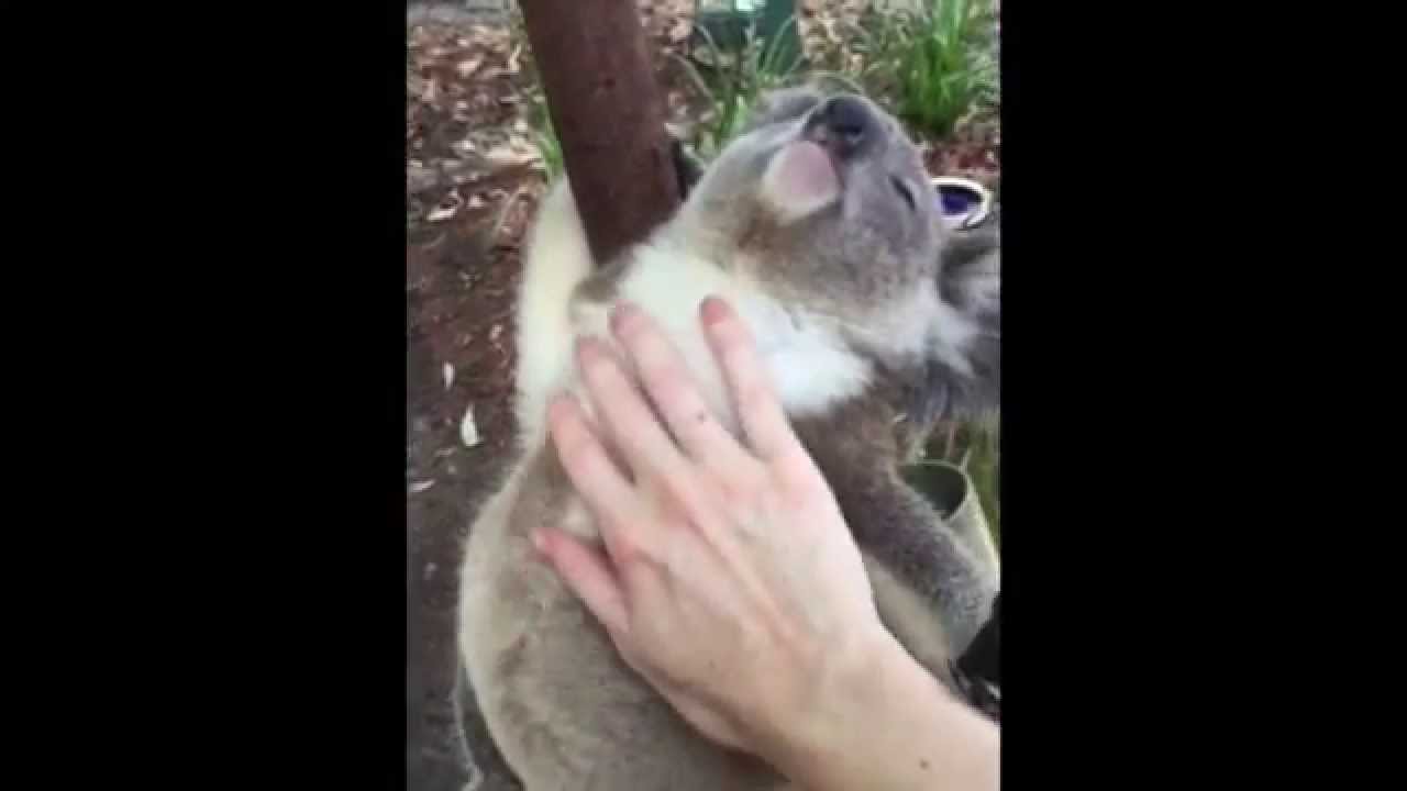 CUTE KOALA VIDEO - Koala blissed out - tummy rubs are the best! insta: @koalakrusader
