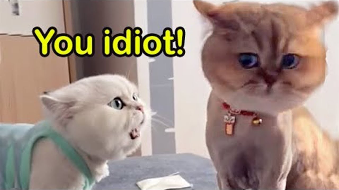 Did My Cat Just Say “You Idiot”?! 😳🐱 | Funny Talking Cat