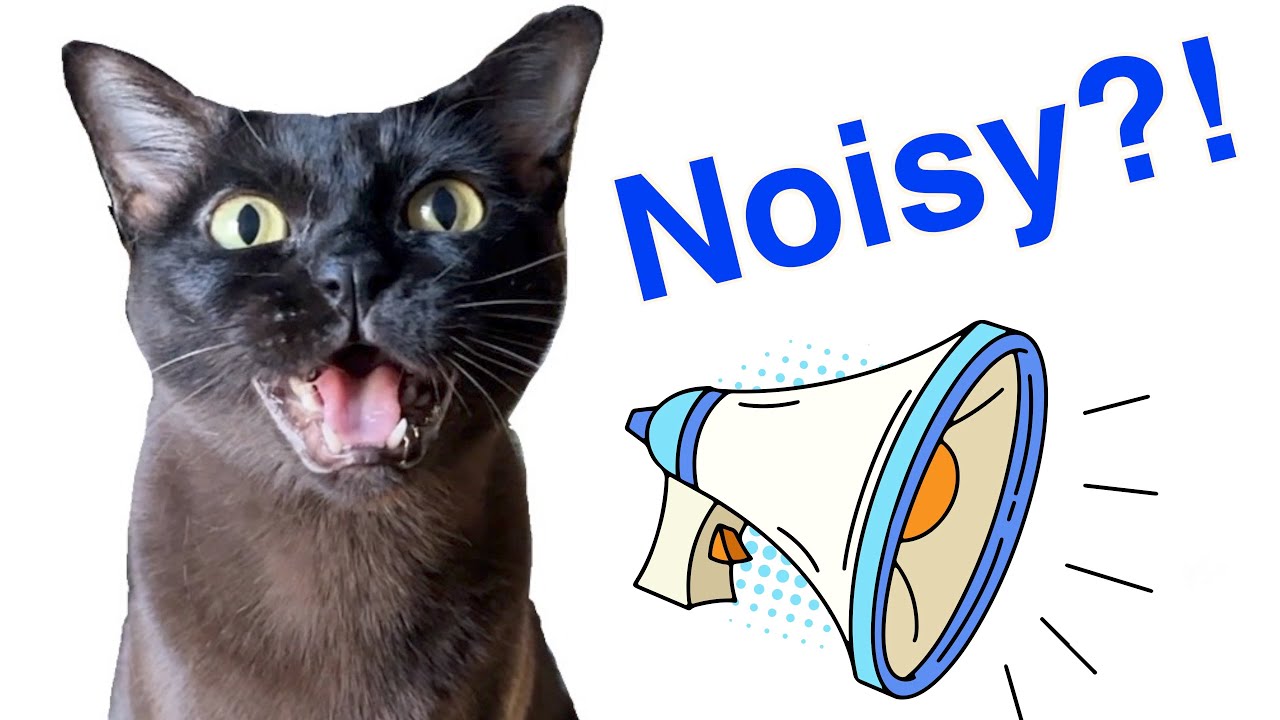 Are Burmese Cats Noisy? 📣 🐈&zwj;⬛ Cute Cats Meowing, Yowling, Purring, & Mrrp! Cat Sound and Voice!