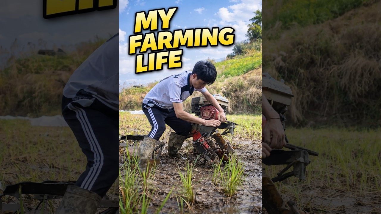 From Mud to Rice - Ep 1| Rice Field Plowing – Day 1