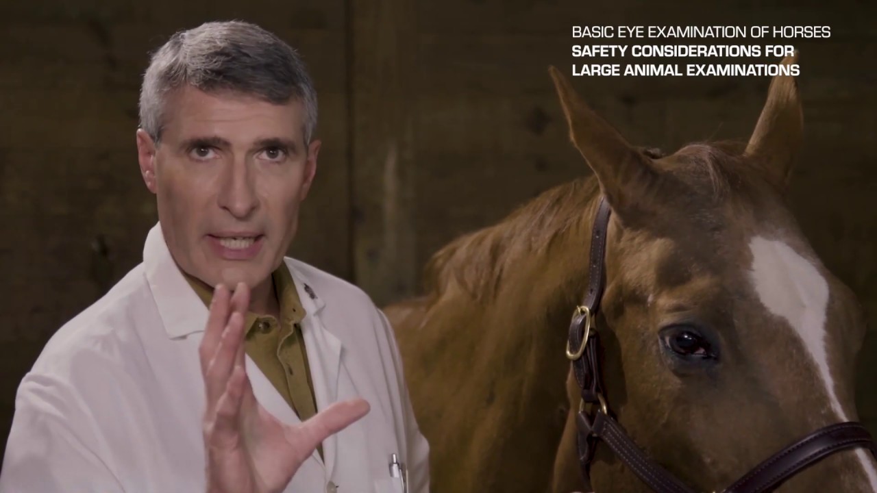 Basic Eye Examination of Horses by Dr Phil Pickett