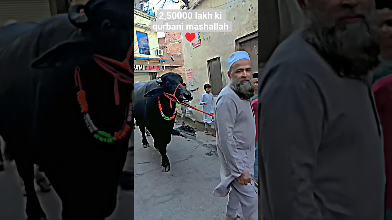 Saharanpur walo ki Bakra Eid &hearts;️#bakraeid#comingsoon#eiduladha#qurbani#saharanpur